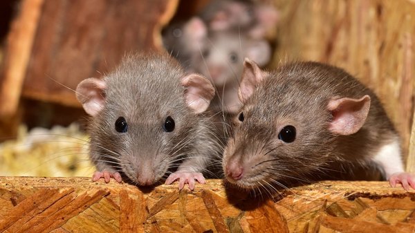 Se débarrasser efficacement des rats et souris : les méthodes professionnelles