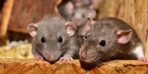 Se débarrasser efficacement des rats et souris : les méthodes professionnelles